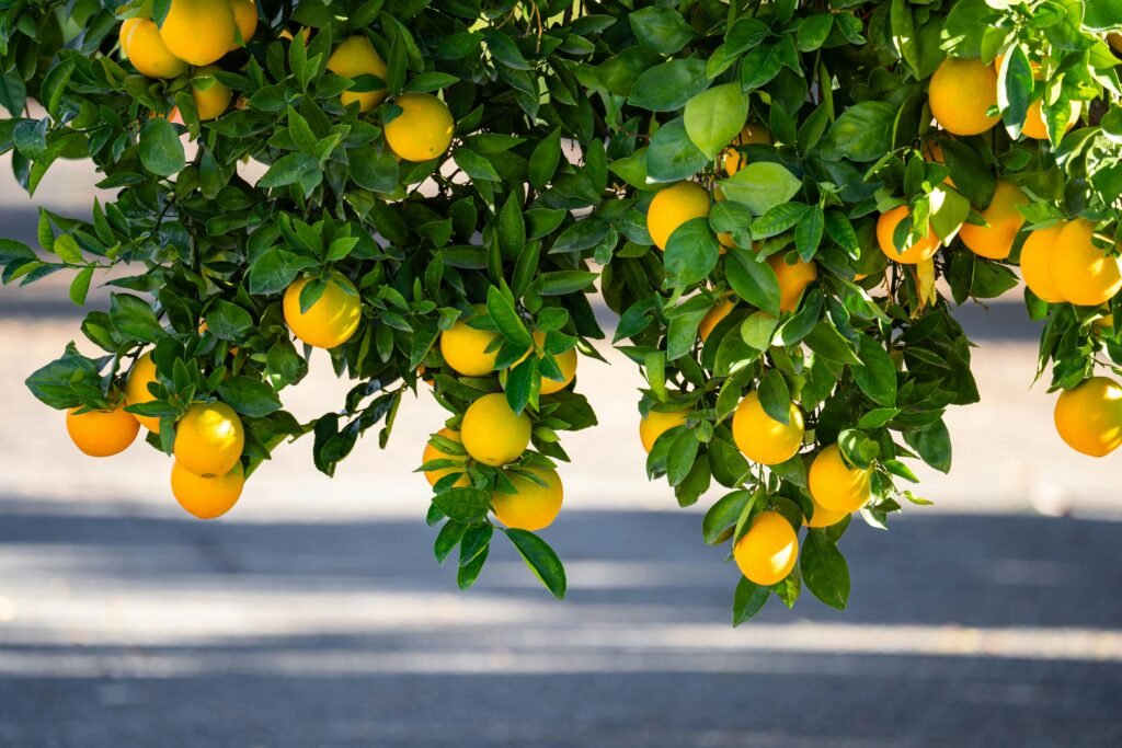 pexels photo 20540018 20540018 Vibrant lemon tree with ripe fruits and rich green leaves, captured outdoors in Redlands, CA.